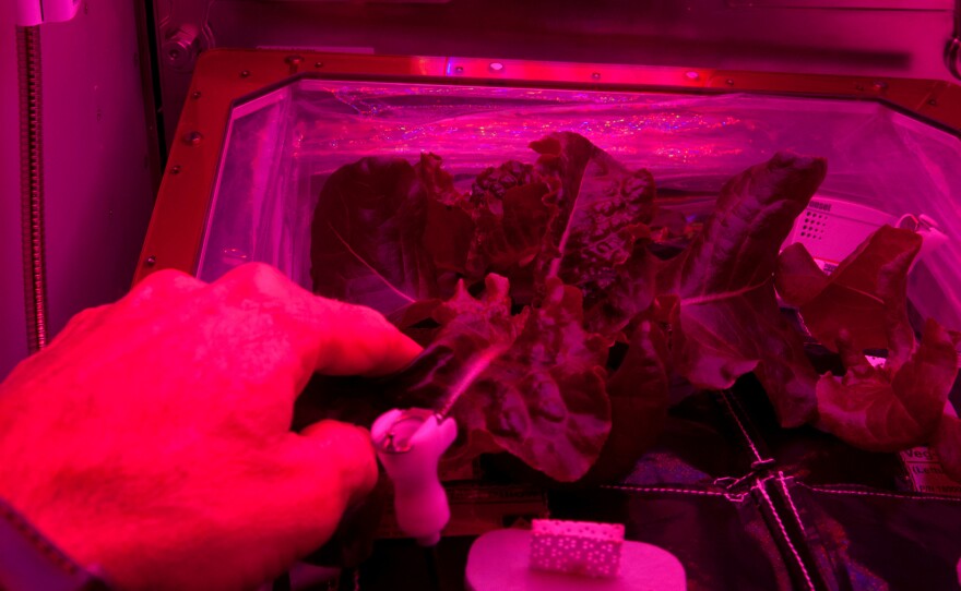 How does your garden grow? An astronaut checks on his lettuce plants aboard the International Space Station.