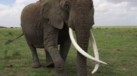Echo, an elephant matriarch, was the subject of many films and the leader of a carefully studied herd of elephants in Africa.