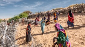 Women install barricades to halt the shifting dunes that threaten to swamp the oasis outside their village of Kaou, Chad. The oasis feeds their only source of farmland, but oases in the region have been shrinking steadily, elders say, in the face of hotter temperatures and stronger winds. The dune fixing is part of a broader intervention to support farming known as the Great Green Wall initiative.