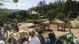 The image is a photograph of people overlooking elephants at the San Diego Zoo Safari Park on March 5, 2026.