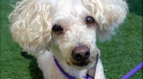 Casper, a 7-year-old miniature poodle was 
pet of the week in San Diego County on September 7. 
