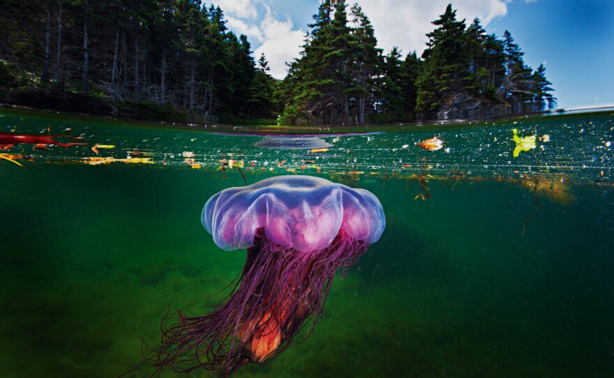 A lion's mane jellyfish drifts in the shallow bays of Bonne Bay Fjord in Gros Morne National Park, Newfoundland Canada. They're one of the largest species of jellyfish and live in cold waters. Their sting causes a burning sensation but is rarely fatal.