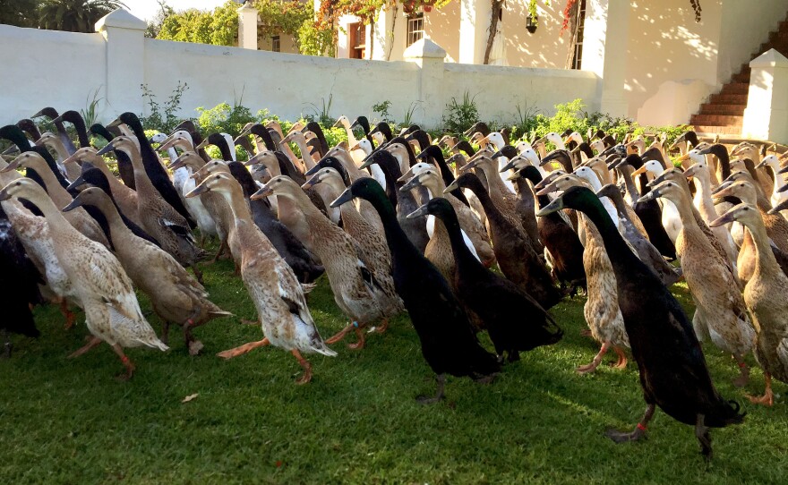 Indian runner ducks have been used in Asia for thousands of years to control pests. Now they're used in a South African vineyard to eat snails that damage the vines.