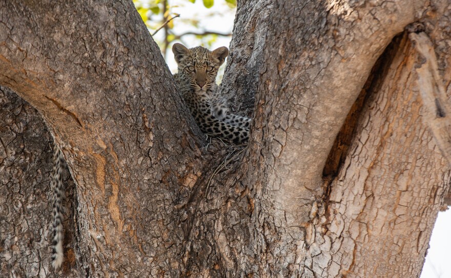 Lediba's young leopard cub uses the trees to stay safe from danger while her mum is away hunting.