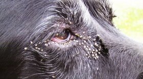 Eye gnats bugging a dog in Jacumba.