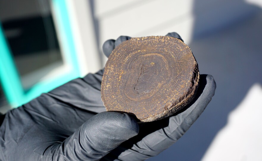 Steve Haddock of the Monterey Bay Aquarium Research Institute holds a polymetallic nodule from the deep ocean. Layers of metals accumulate over millions of years, like tree rings.