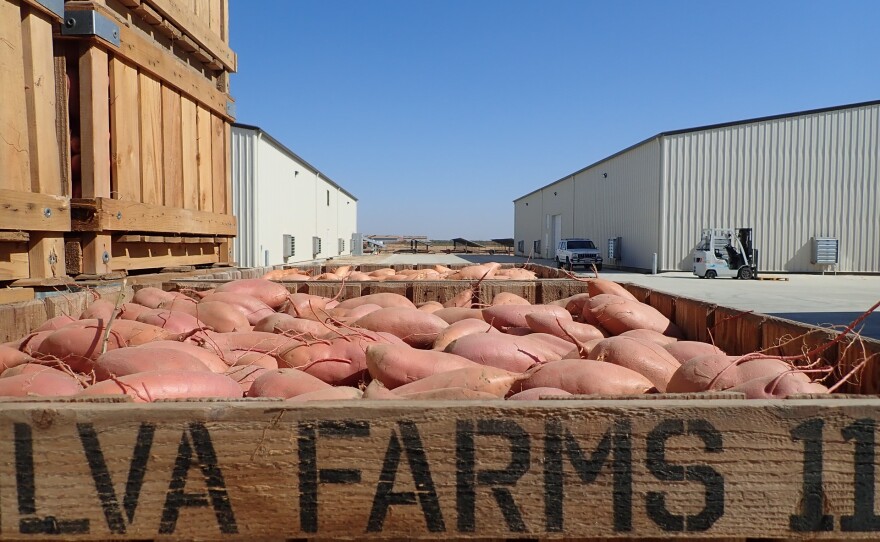 Sweet potatoes pictured at the Silva's family farm in this undated photo.