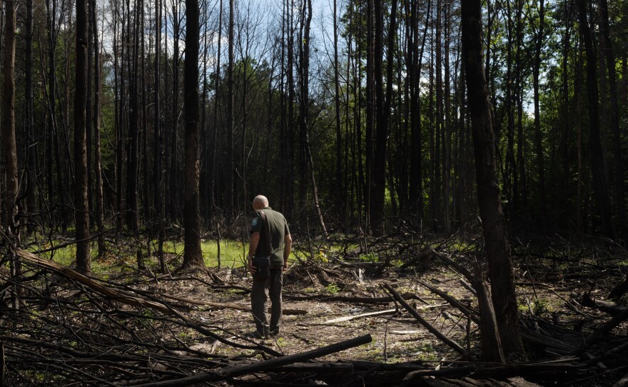 Viktor Radushinskiy, a member of Ukraine's forestry department in Zhytomyr, looks at a site in the northern Ukrainian woods where a fighter jet crashed.