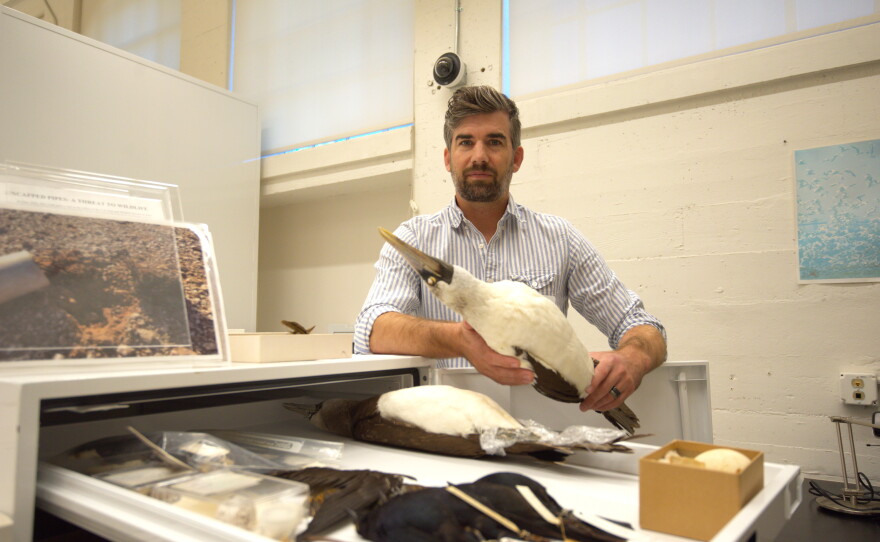 Ryan Terrill is the San Diego Natural History Museum's new curator of ornithology. On Tuesday, Oct. 20, 2026, he showed a Nazca booby, a large seabird, from the department’s collection.