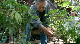 George Hanamoto of Mendocino County tends to his marijuana plants in this file photo. Voters in the county first approved a referendum to allow the cultivation of marijuana for personal use in 2000.