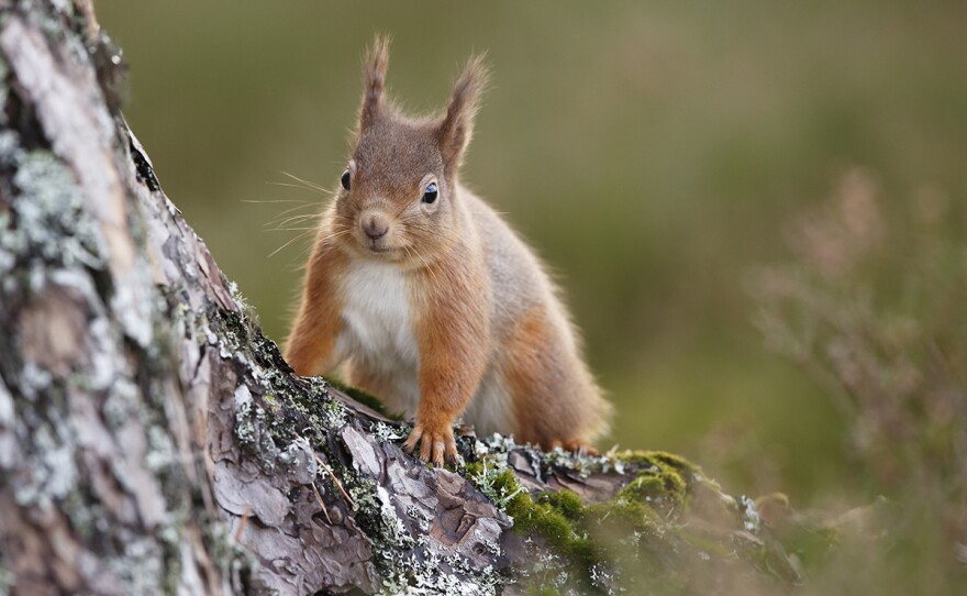 A red squirrel climbing a tree. Scotland.