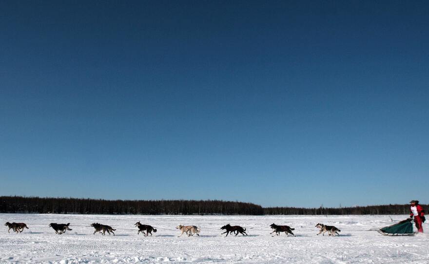 Typically when teams competing in the Iditarod get to the check point it looks like this: Dogs, sled, musher. That wasn't the case this year.