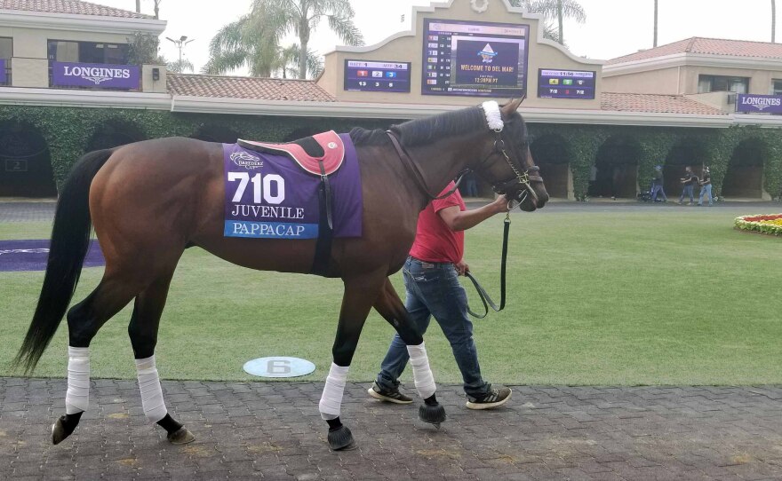 A horse being paraded around the paddock at the Del Mar Race Track before a race, Nov. 3, 2021