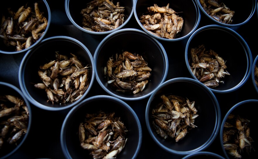 Katherine Eklund, with D.C Central Kitchen, competes in a cricket eating competition.