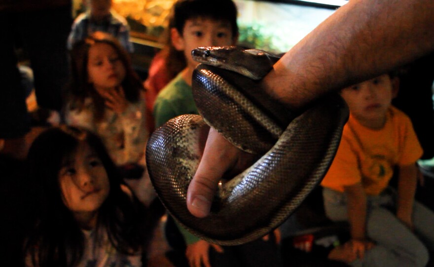 An animal ambassador holds a snake in his hand as children gaze during a school fieldtrip to the EcoVivarium in Escondido, Calif. February 1, 2023. 