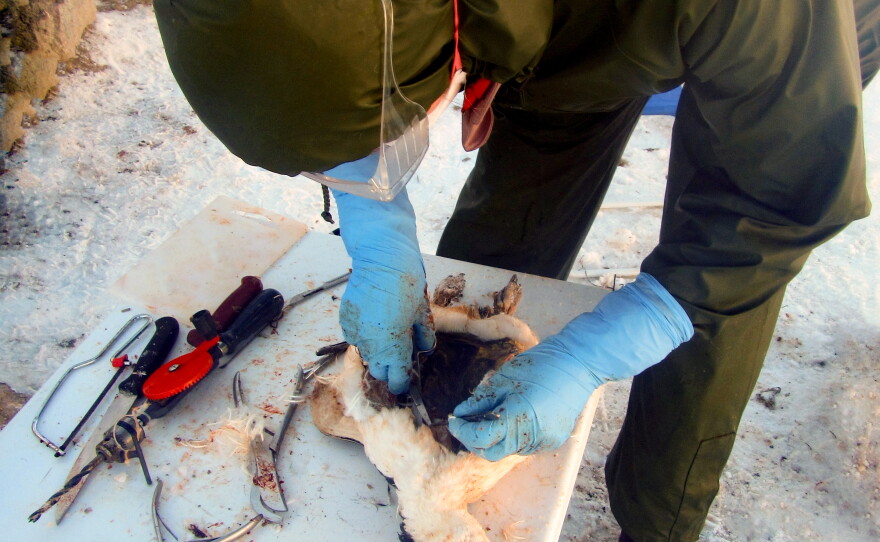 A scientist conducts the necropsy of an Adélie penguin chick collected at Heroina Island, one of the Danger Islands where disease struck.