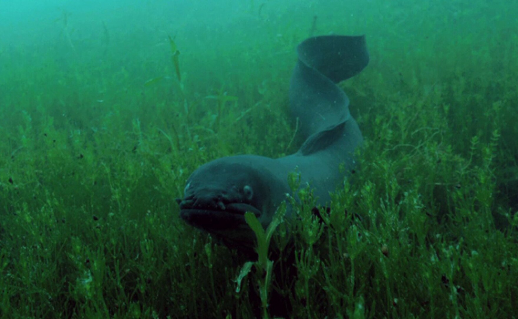 NATURE: The Mystery Of Eels | KPBS Public Media