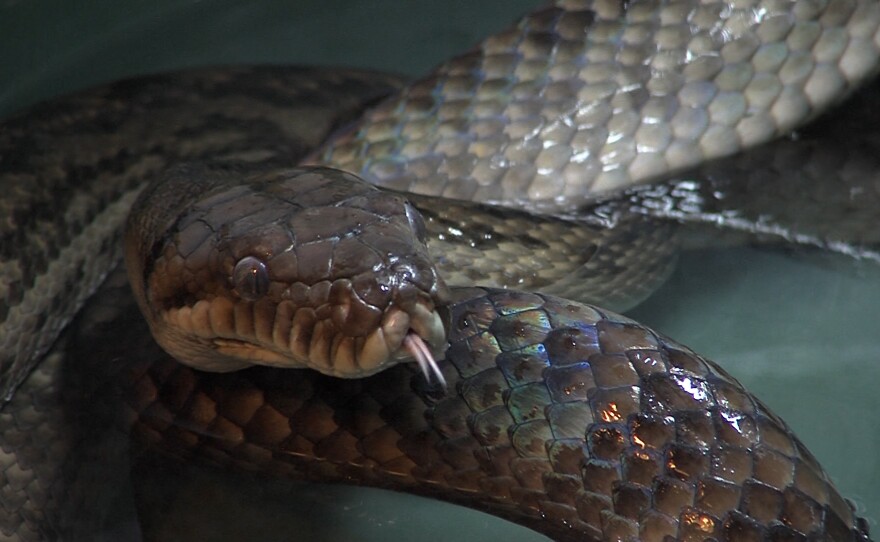 A python sticks its tongue out at EcoVivarium in Escondido, Calif. February 1, 2023.