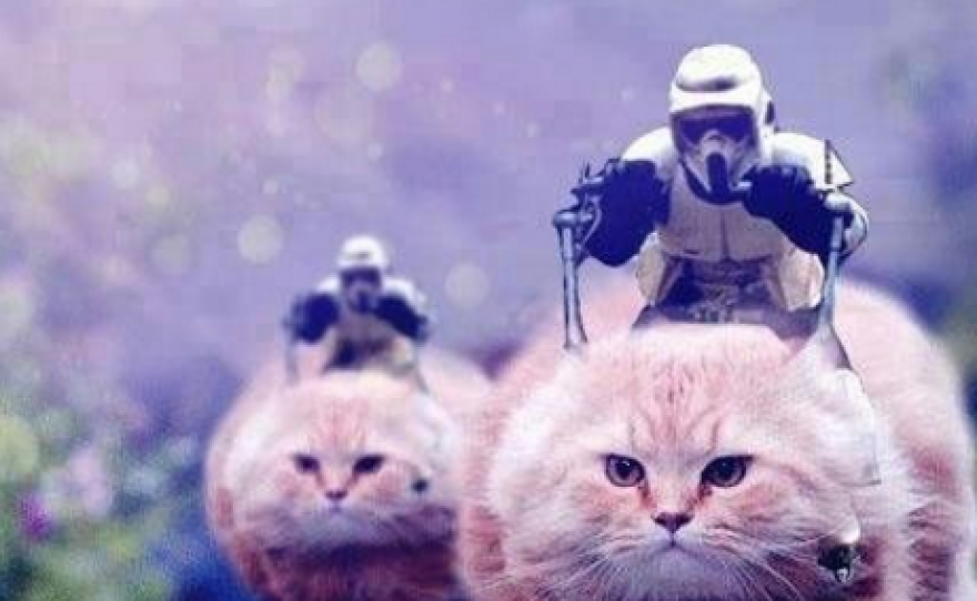 A screen shot from a Tweet in response to the city of Brussels being shut down over fears of a terrorist attack.