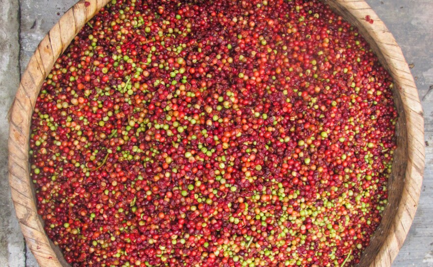 A basket of schisandra berries drying in the sun. Today, the FairWild schisandra project has helped families set up a 23-village cooperative and establish contracts with buyers, including Traditional Medicinals, that pay a set price that is at least 30 percent more than the market rate.