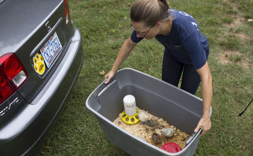 Breindel carries a box of baby chicks to the car so volunteers can take them home to care for them during the hurricane. When 1870 Farm asked for help caring for its smaller animals during the storm, it received over 200 emails with offers to foster animals until it was safe for them to return home.