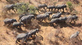 The Great Elephant Census shows that savanna elephant populations in 18 countries declined by 30 percent. Most of the animals counted were in protected areas.