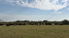 Cattle on Russell Boening's ranch outside Floresville, Texas.