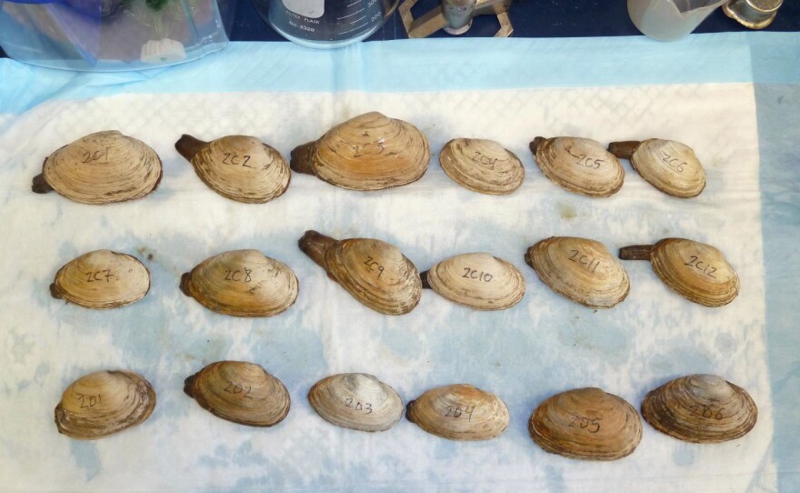 Scientists look for clam leukemia cells in shellfish bought at a market in New York.