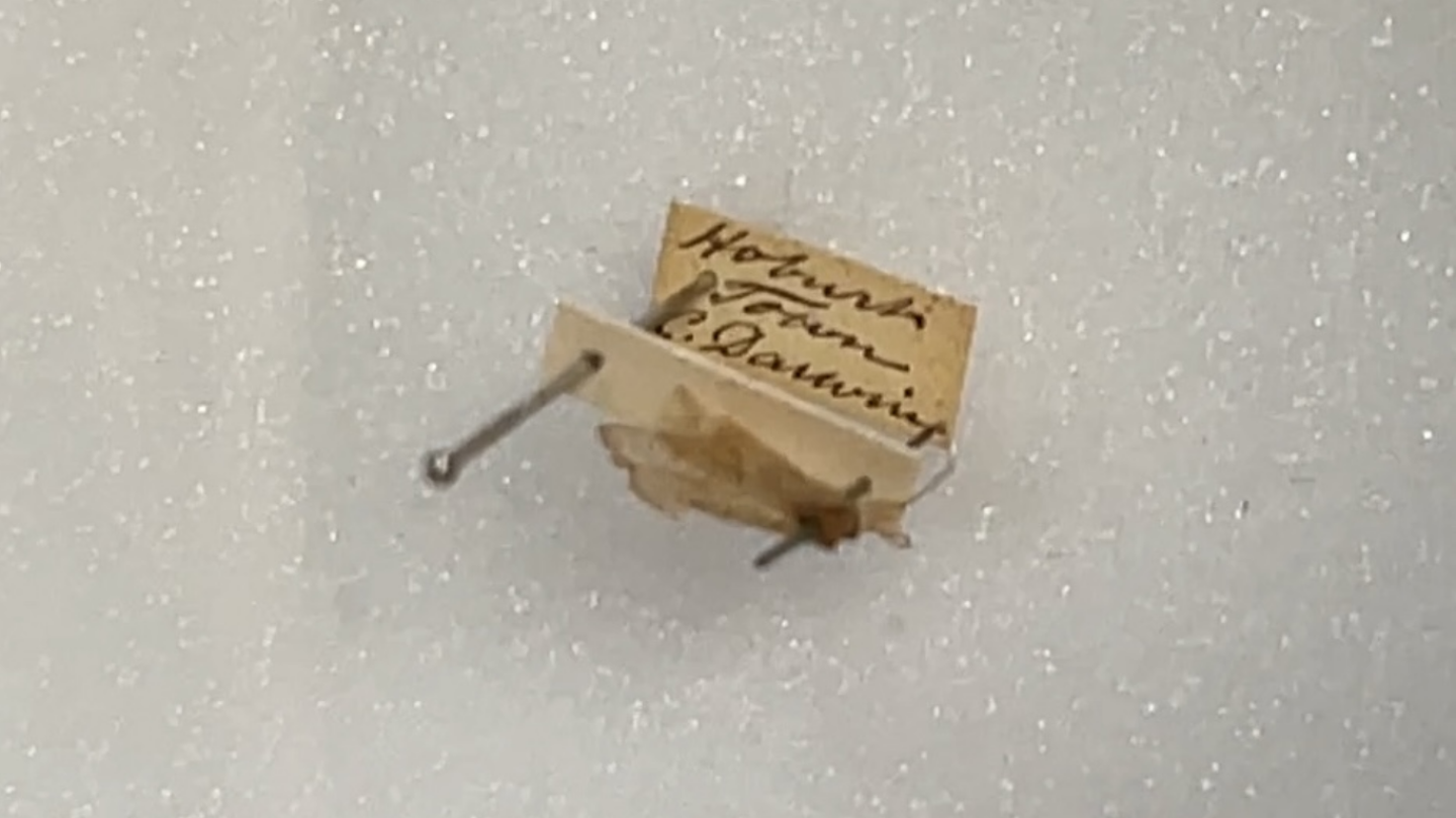 The lacewing specimen collected by Charles Darwin in 1836 is part of The Nat's invertebrate zoology collection, July 9, 2026.