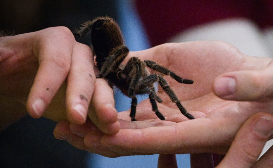 With research projects on hold due to social distancing guidelines, scientists are being forced to decide what to do with the creatures that they study. Above, a Chilean rose tarantula on display at an exhibition in Hannover, Germany on Nov. 23, 2019.