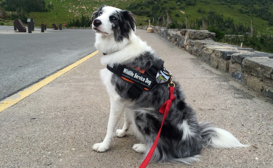 Gracie, Glacier National Park's first Bark Ranger, shepherds wildlife away from popular tourist spots and teaches park visitors how to safely view wildlife.