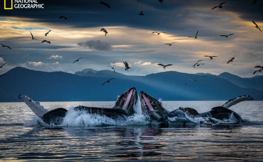 Humpback whales, working in teams, circle herring with disorienting curtains of bubbles off Alaska's coast, then shoot up from below with their mouths open. This innovation developed among unrelated groups of humpbacks but is now a widely adopted practice.