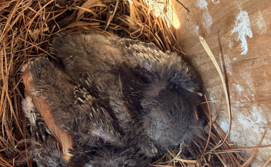 Two feathery puffballs huddle on a bed of pine needles in a nesting box. These baby bluebirds are the last of the season.