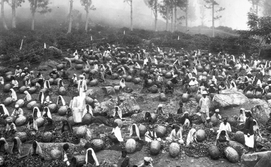 Workers sort baskets full of fresh tea leaves at a Lipton tea plantation in Ceylon circa 1900.