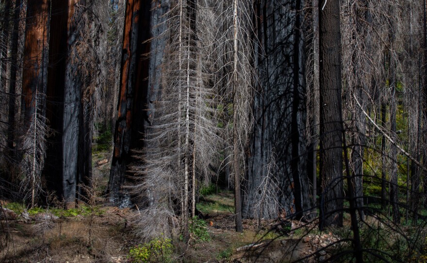 Smaller pines and other trees, killed in California's extreme droughts, acted as kindling in recent wildfires, fueling the intense burning.