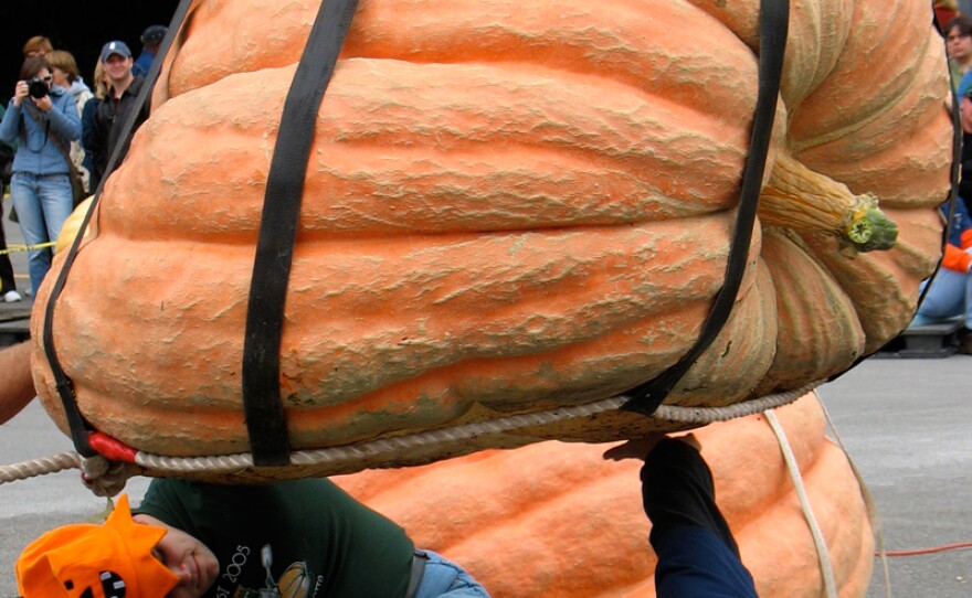 Cooperstown Pumpkin Fest staff members wrangle a giant pumpkin.