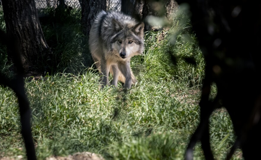 A Mexican Grey Wolf lurks in the tall grass inside the enclosure at the California Wolf Center, Julian, April 12, 2023.