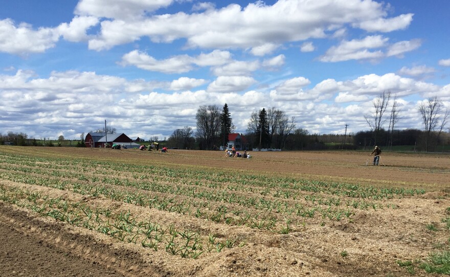 Kent Family Growers is located on a small parcel outside a college town in upstate New York. Farmers from California to North Carolina have complained of delays in the H-2A visa program for temporary agricultural jobs.