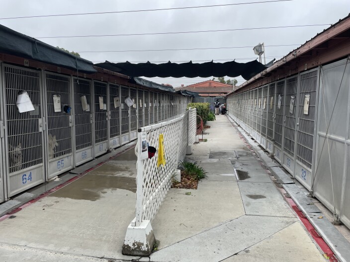 Dog kennels at the San Diego County animal shelter in Bonita with water runoff after a worker cleaned them with a hose on June 3, 2025.