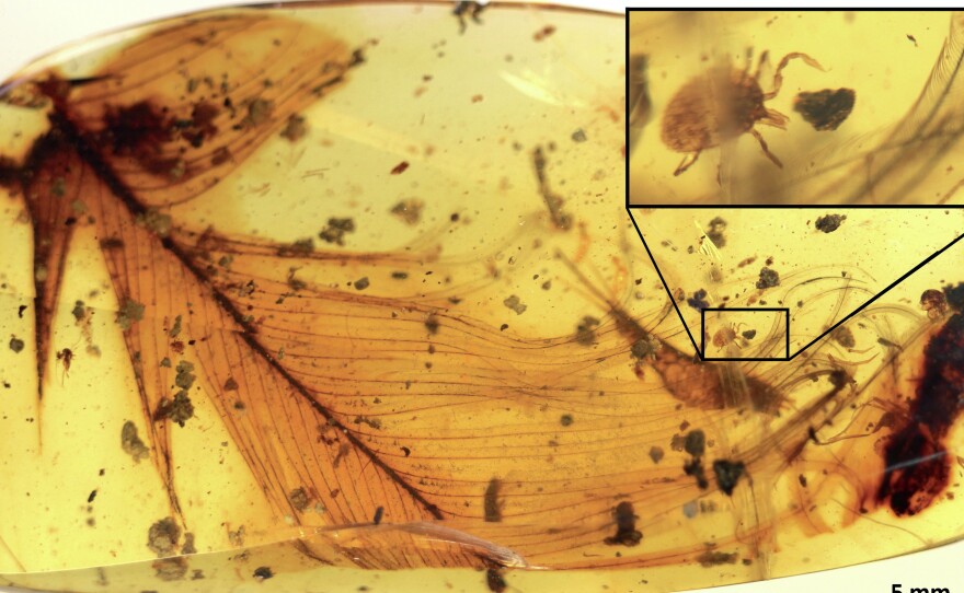 A tick grasping a dinosaur feather is preserved in 99 million-year-old amber from Myanmar.