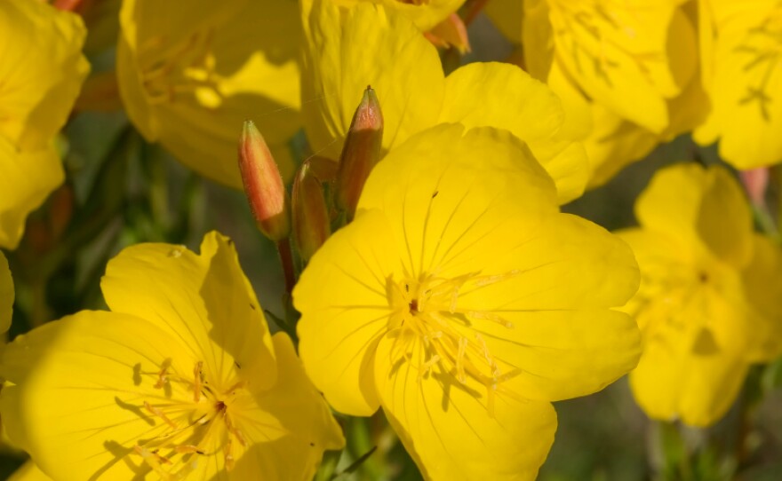 Evening primrose, also known as sundrops, may be more useful in the garden than in the medicine cabinet.