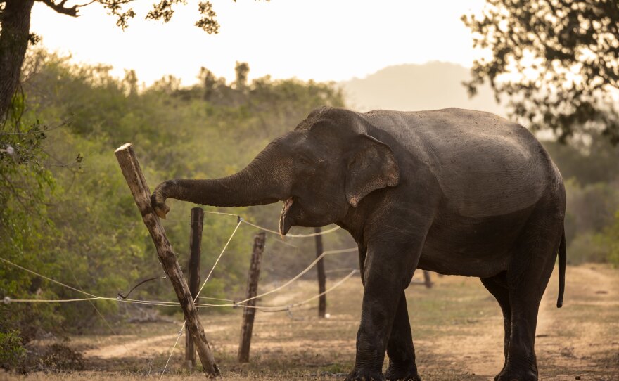 A bull male elephant is seen meticulously dismantling an electric fence inside Yala National Park in Sri Lanka. Elephants are often herded into parks to keep them from eating the crops of farmers, but the pachyderms have figured out how to manipulate the wooden fence poles to lay the wires flat and then step over them.