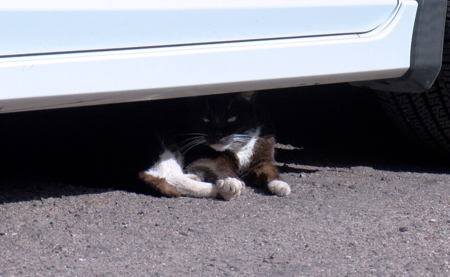 One of the residents of Shanti's House rests under a car just outside the sanctuary on April 6, 2022.