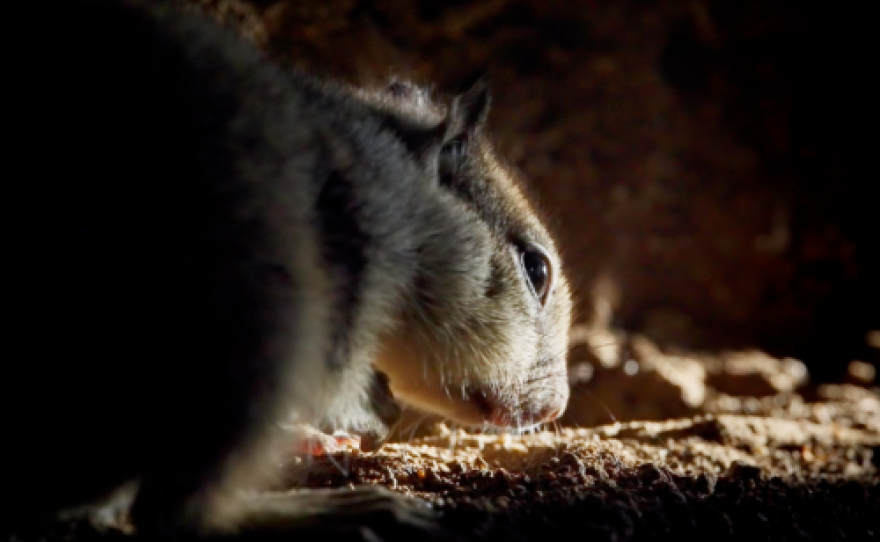 A squirrel. Nat Talk: Wild San Diego