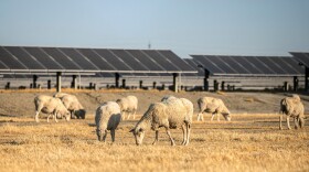 Sheep graze near solar panels at the Kettleman City Power solar farm, built in Kings County in 2013. The sheep are allowed to graze on dry grass that could pose a fire hazard.