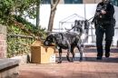 University of Pennsylvania Police Officer and K9 Uman, a black Labrador retriever trained in explosives detection, conducting a package search during a routine training exercise.