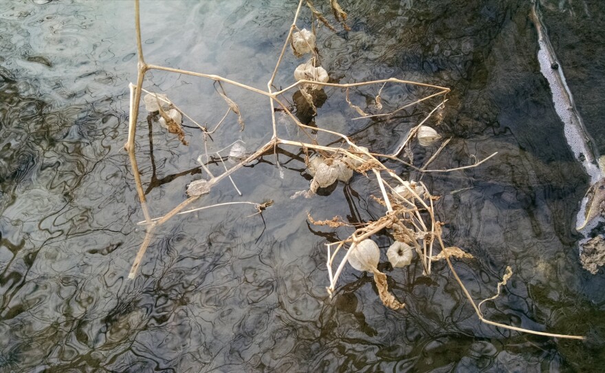 Nightshade fruits on a stream in Pennsylvania. The fossilized tomatillo likely floated from shore and sank in a deep lake in Patagonia 52 million years ago.