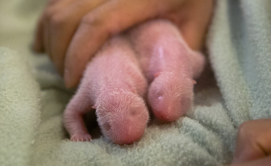 Lun Lun's twins were born at Zoo Atlanta on Monday night.