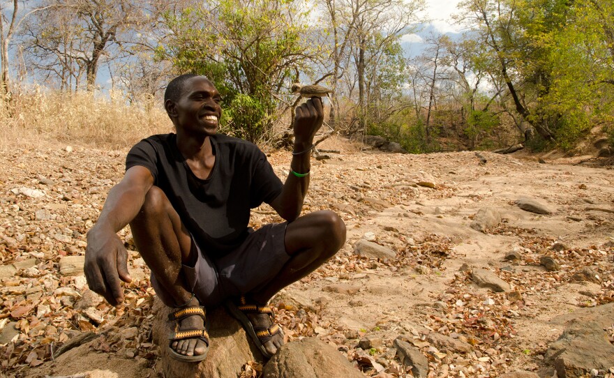 Yao honey-hunter Orlando Yassene holds a male greater honeyguide temporarily captured for research in the Niassa National Reserve, Mozambique. The birds will flutter in front of people, tweet, and fly from tree to tree to guide hunters to bees' nests that are hidden inside the trunks of hollow trees. This teamwork could date back thousands or even a million years.