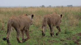 Two roaming African lions as featured in "The Born Free Legacy."